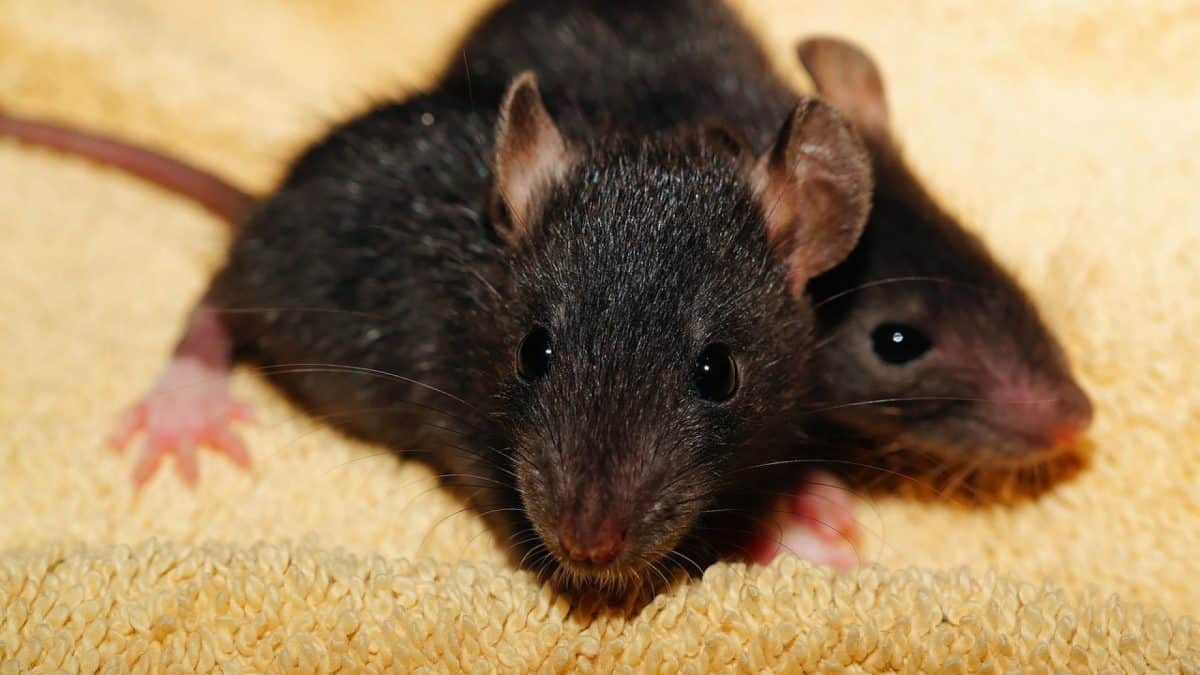 Comment savoir une maison est infestée par les rats ?
