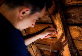 détection mérule